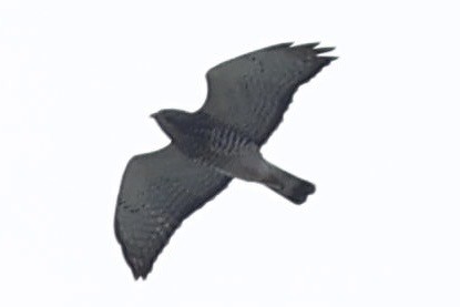 káně širokokřídlá - ML644615665