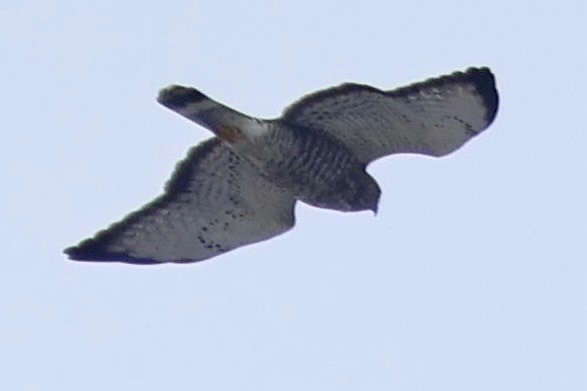 káně širokokřídlá - ML644615666