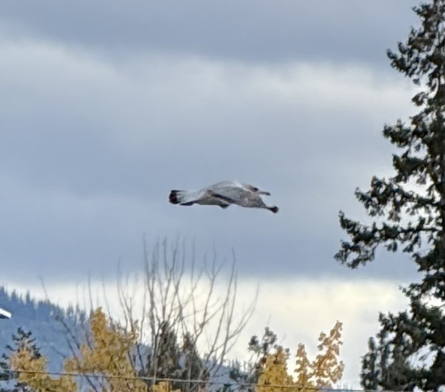 Ring-billed Gull - ML644615676