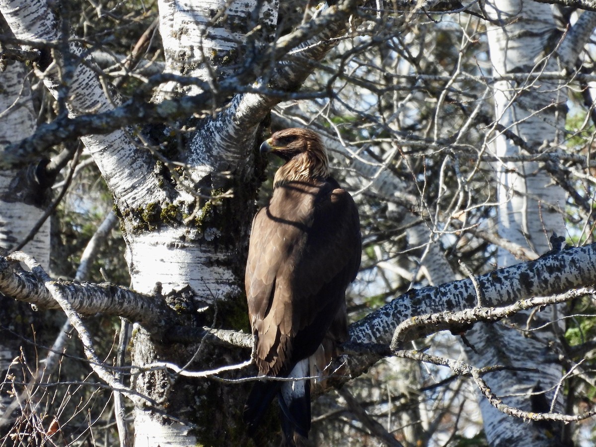 kongeørn - ML644615682