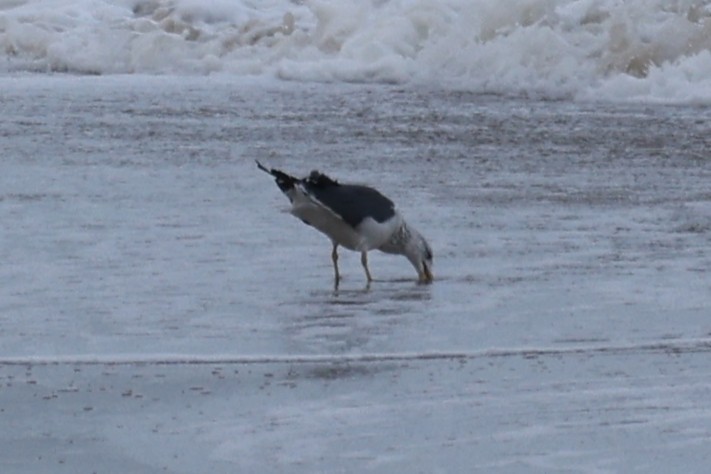 Heringsmöwe - ML644615687