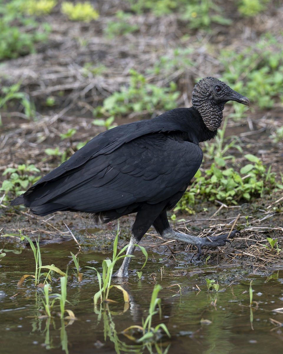 Black Vulture - ML644615690