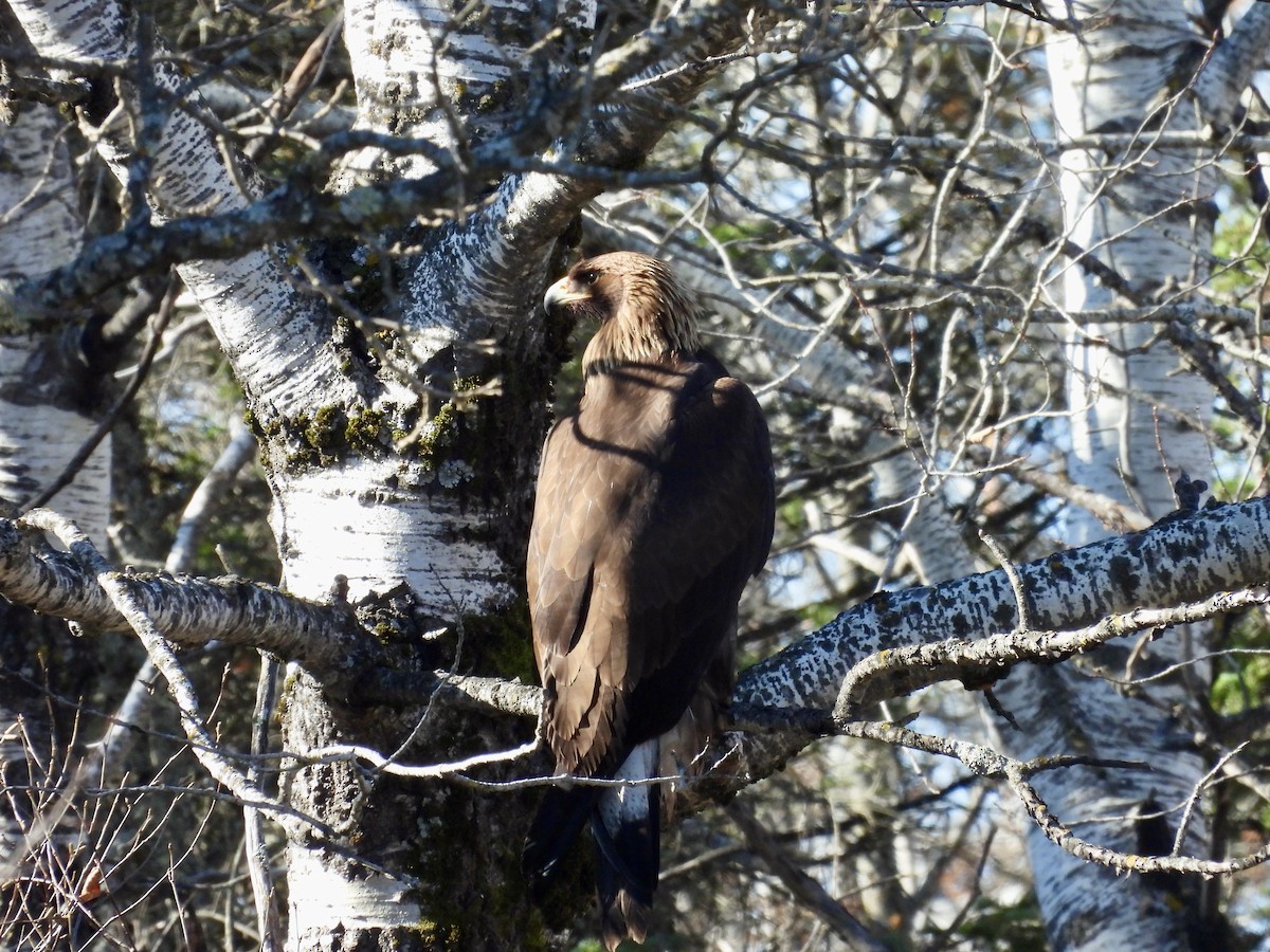 kongeørn - ML644615691