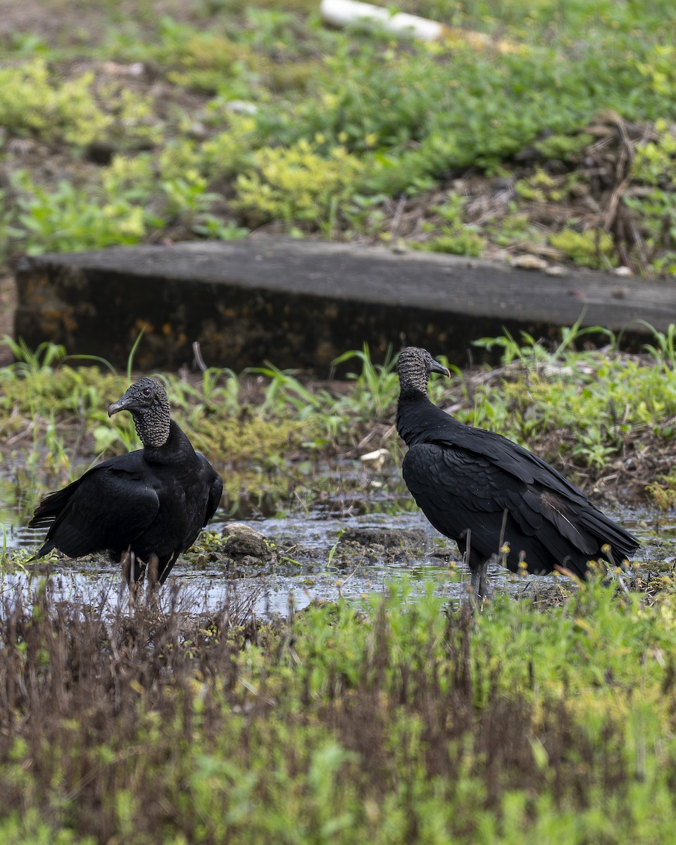 Black Vulture - ML644615692
