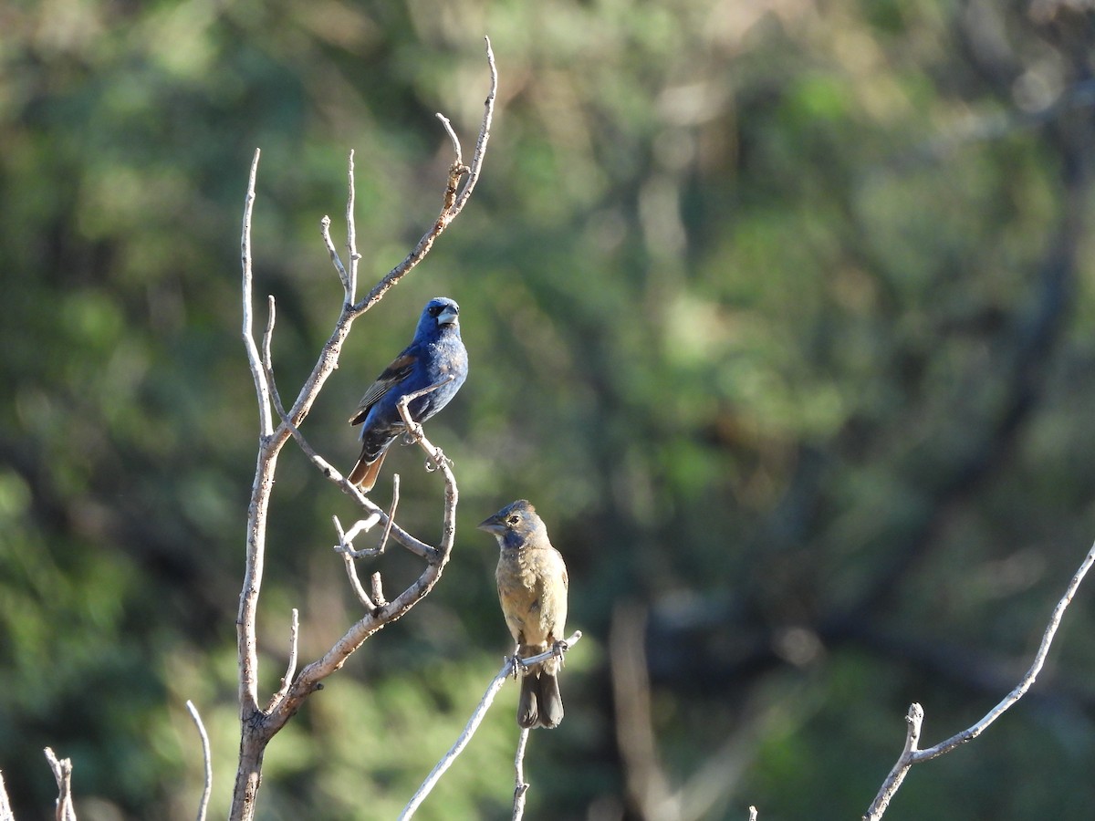 Blue Grosbeak - ML644615702
