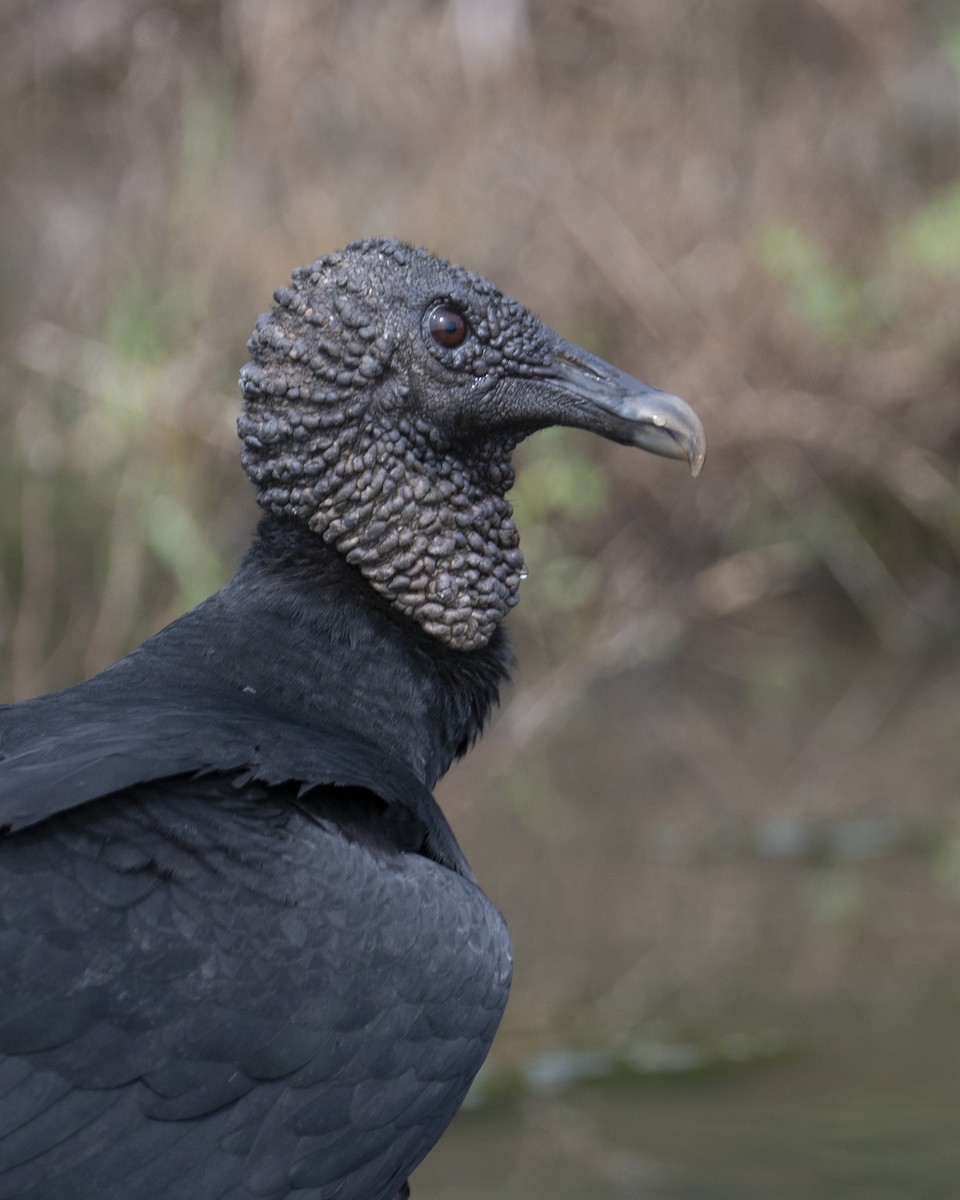 Black Vulture - ML644615704