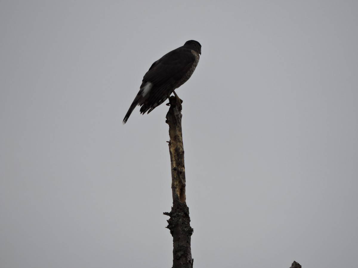 trostehauk - ML644615705