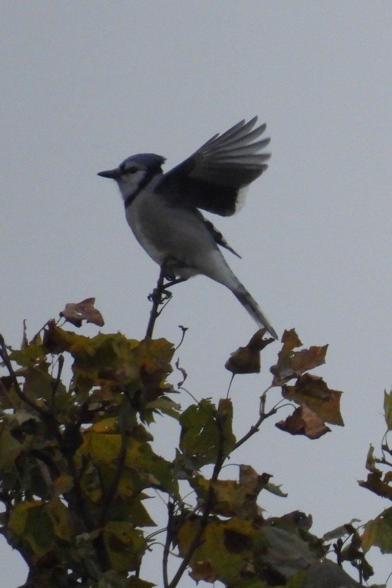 Blue Jay - ML644615708