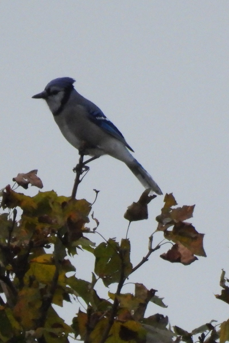 Blue Jay - ML644615709