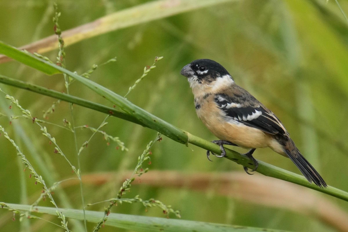 Morelet Tohumculu - ML644615713