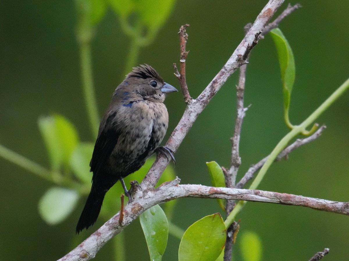 Blue-black Grassquit - ML644615718