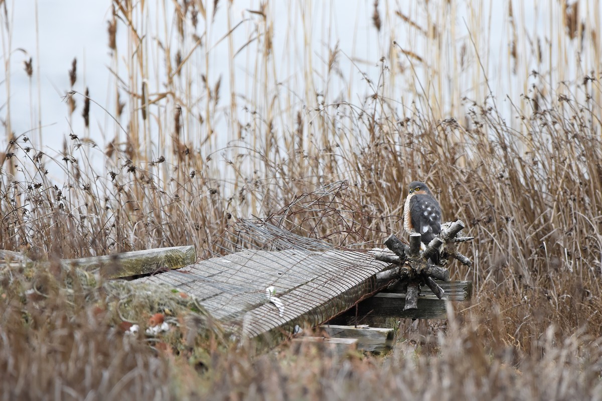 Eurasian Sparrowhawk - ML644615721