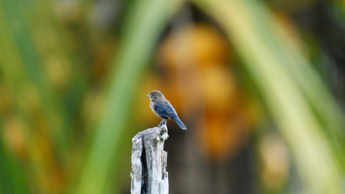 Blue-black Grassquit - ML644615728