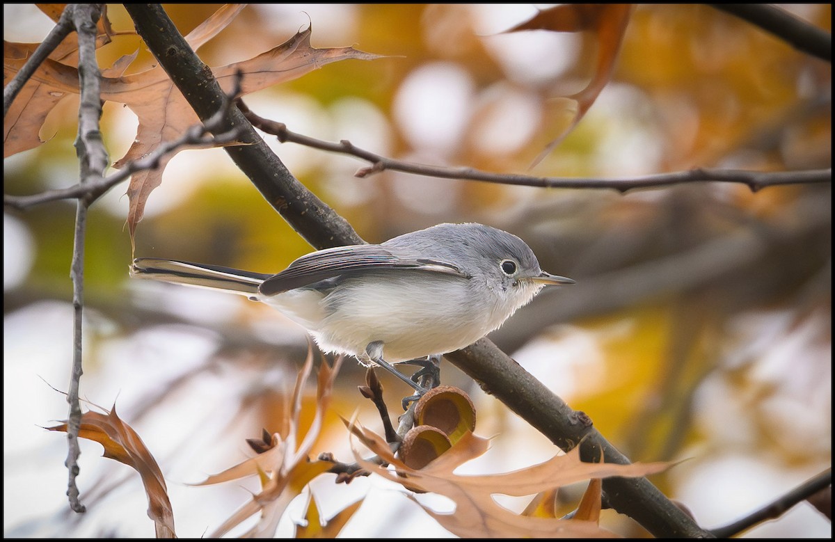 Комароловка сиза - ML644615730