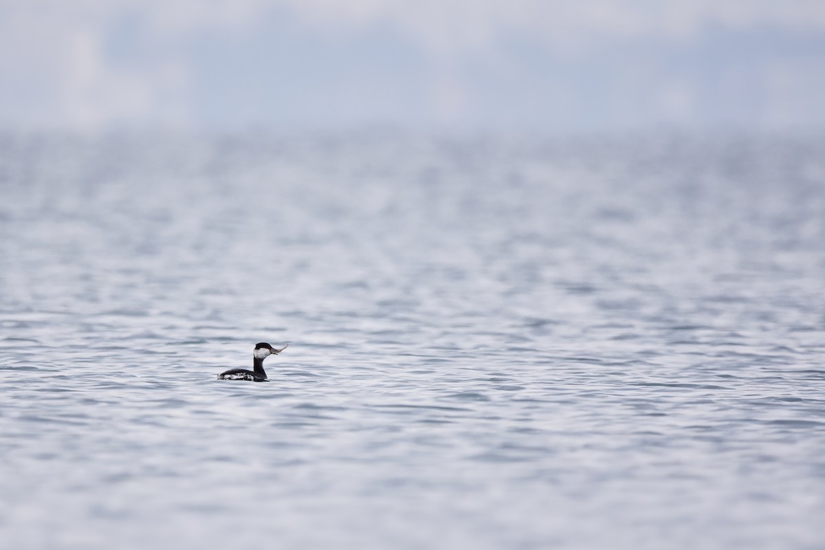 Ухаа шунгуур - ML644615731