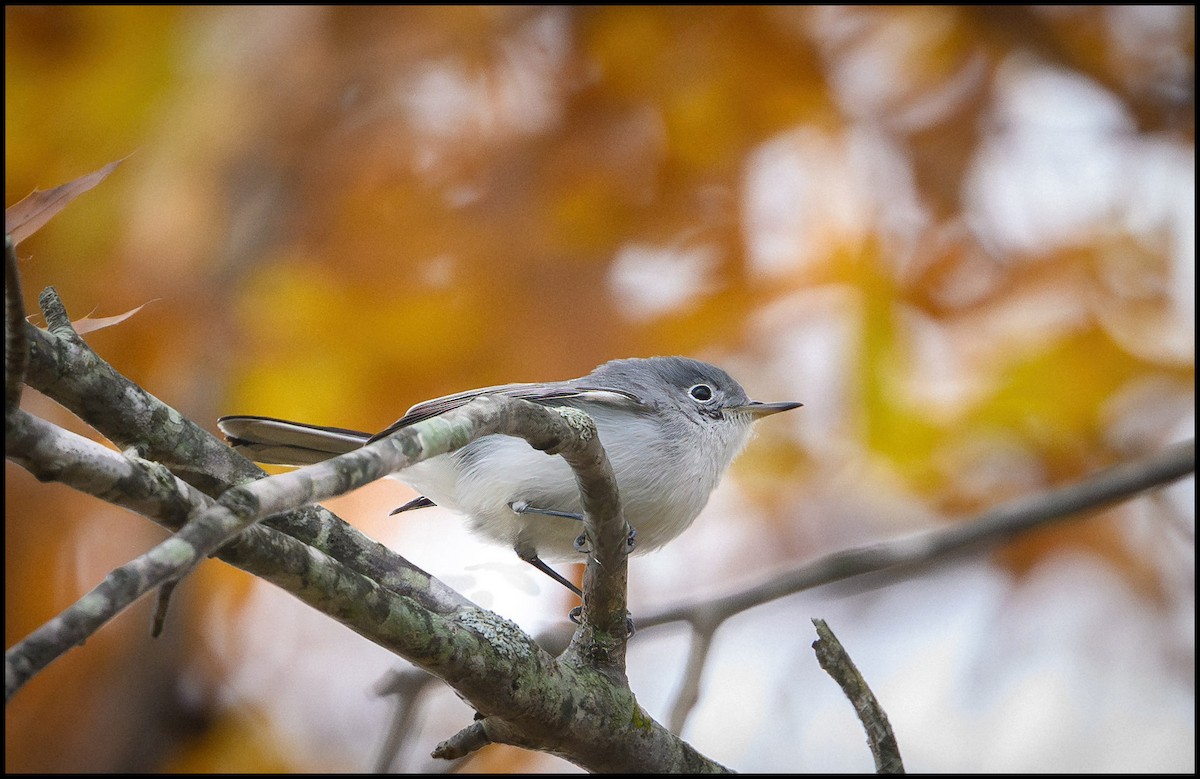 Комароловка сиза - ML644615745