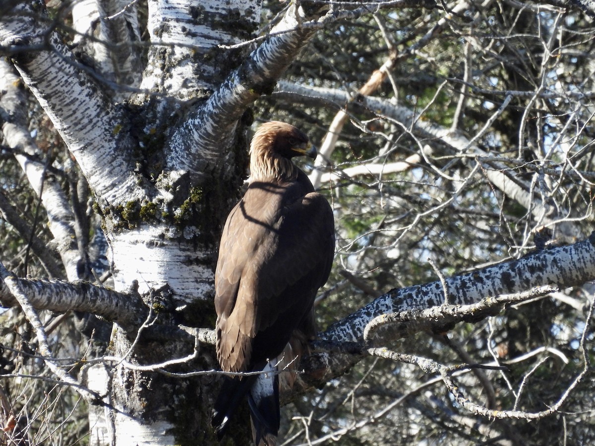 kongeørn - ML644615748