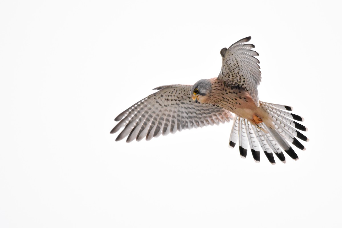 Turmfalke - ML644615749