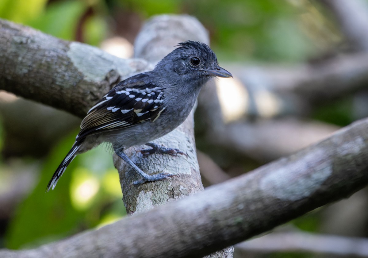 Bolivian Slaty-Antshrike - ML644615759