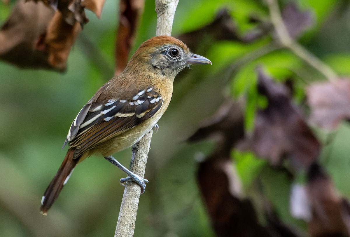 Bolivian Slaty-Antshrike - ML644615760