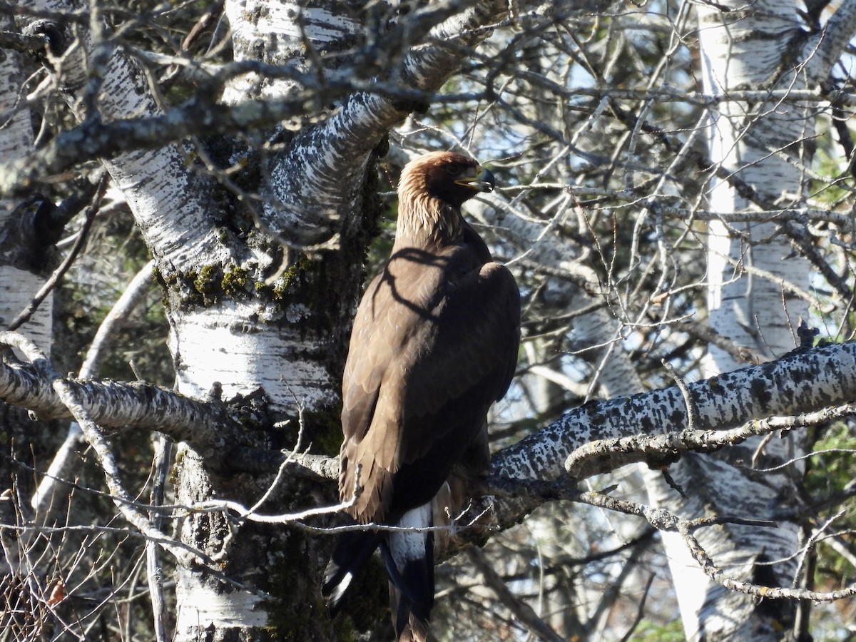 kongeørn - ML644615774