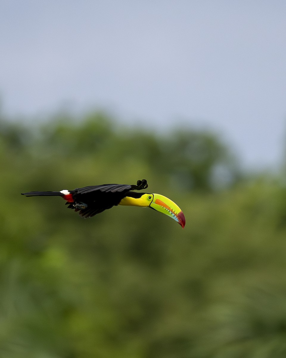 Keel-billed Toucan - ML644615781