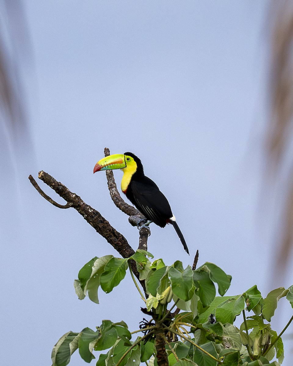 Keel-billed Toucan - ML644615782