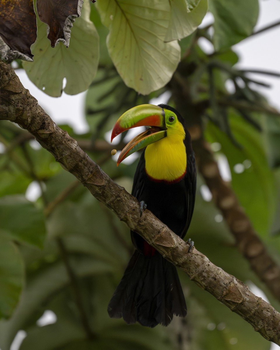 Keel-billed Toucan - ML644615783