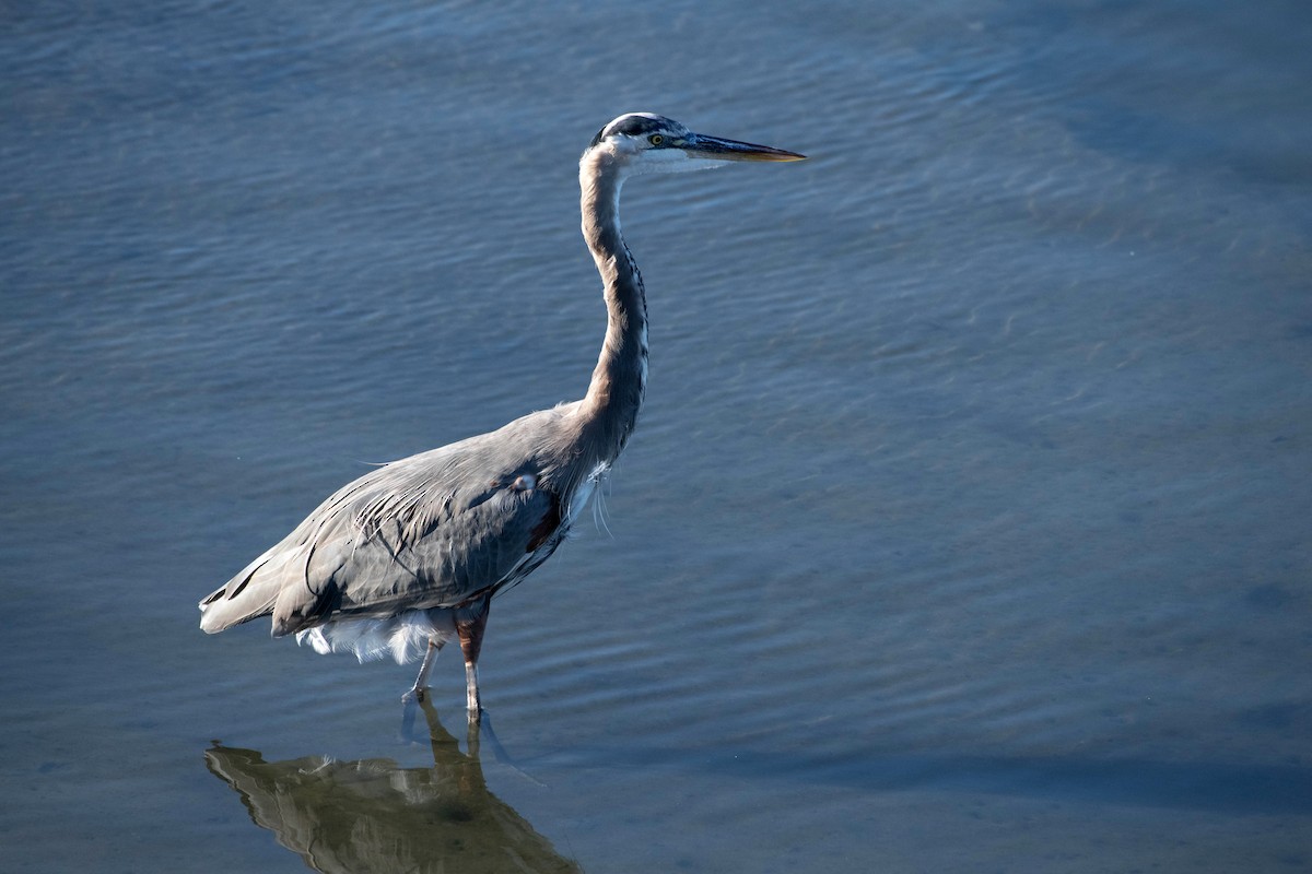 volavka velká - ML644615788