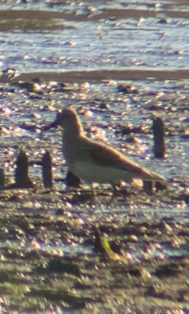 Pectoral Sandpiper - ML644615802