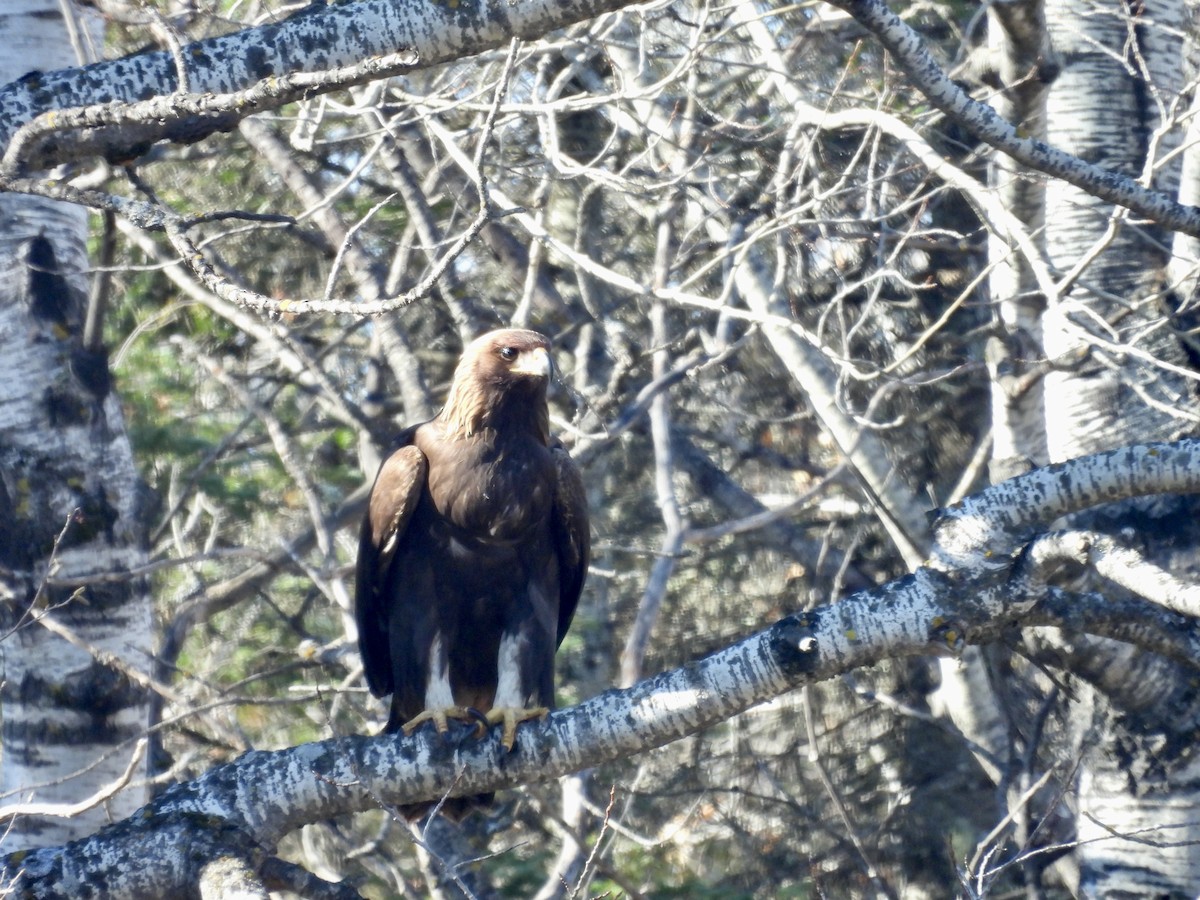 kongeørn - ML644615812