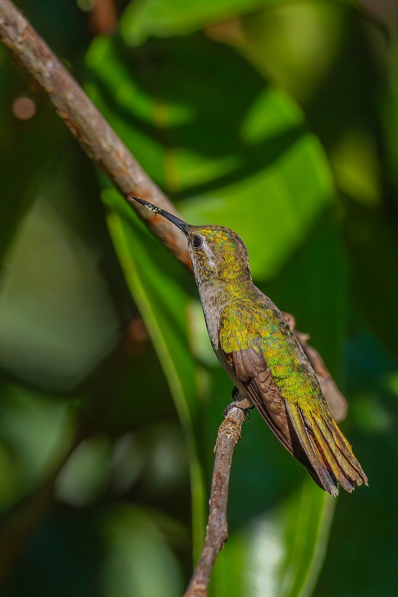 Coppery Emerald - ML644615823