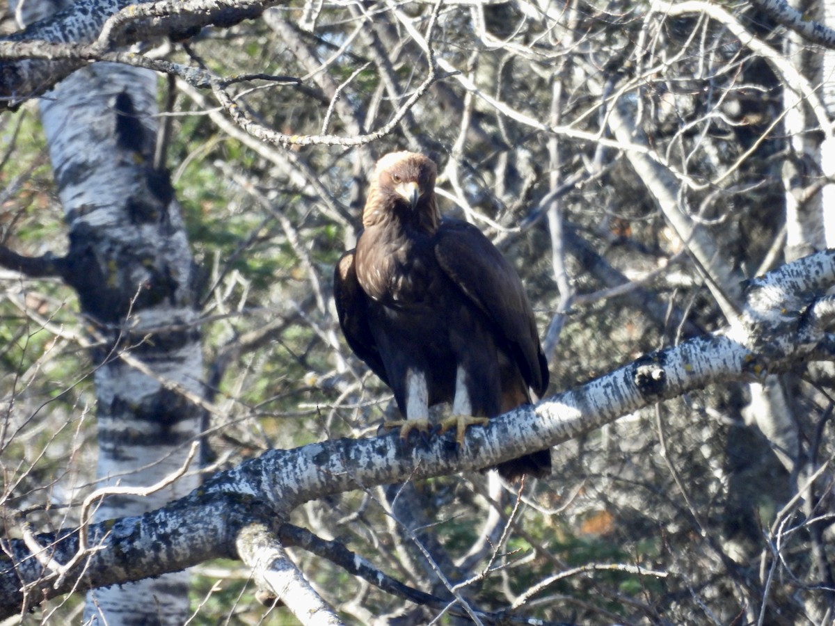 kongeørn - ML644615825