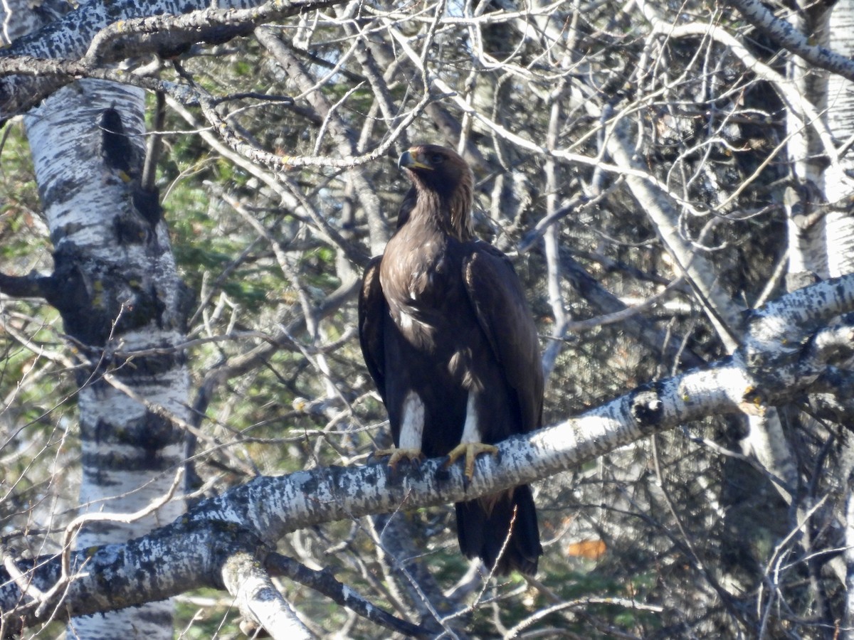 kongeørn - ML644615835