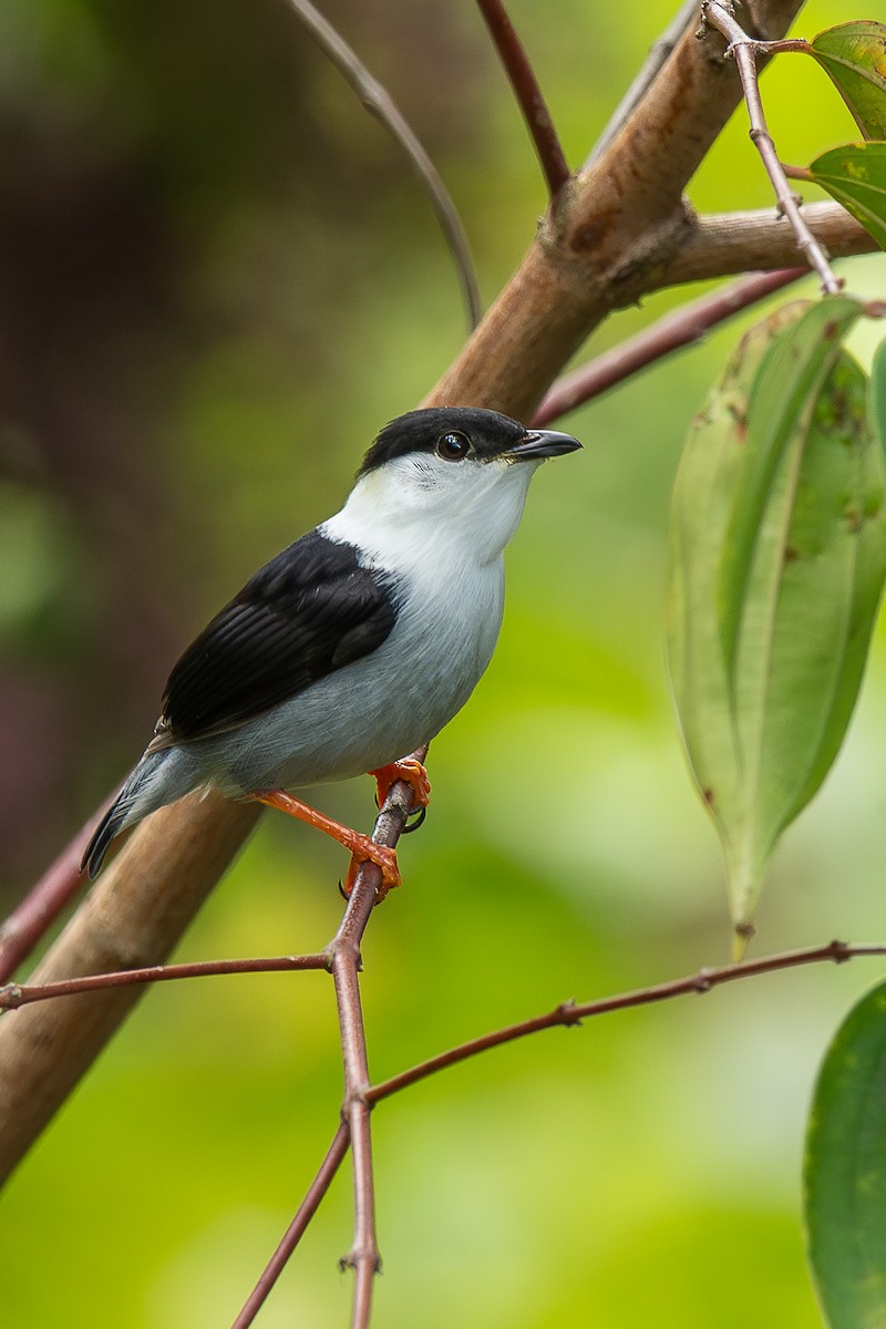 White-bearded Manakin - ML644615846