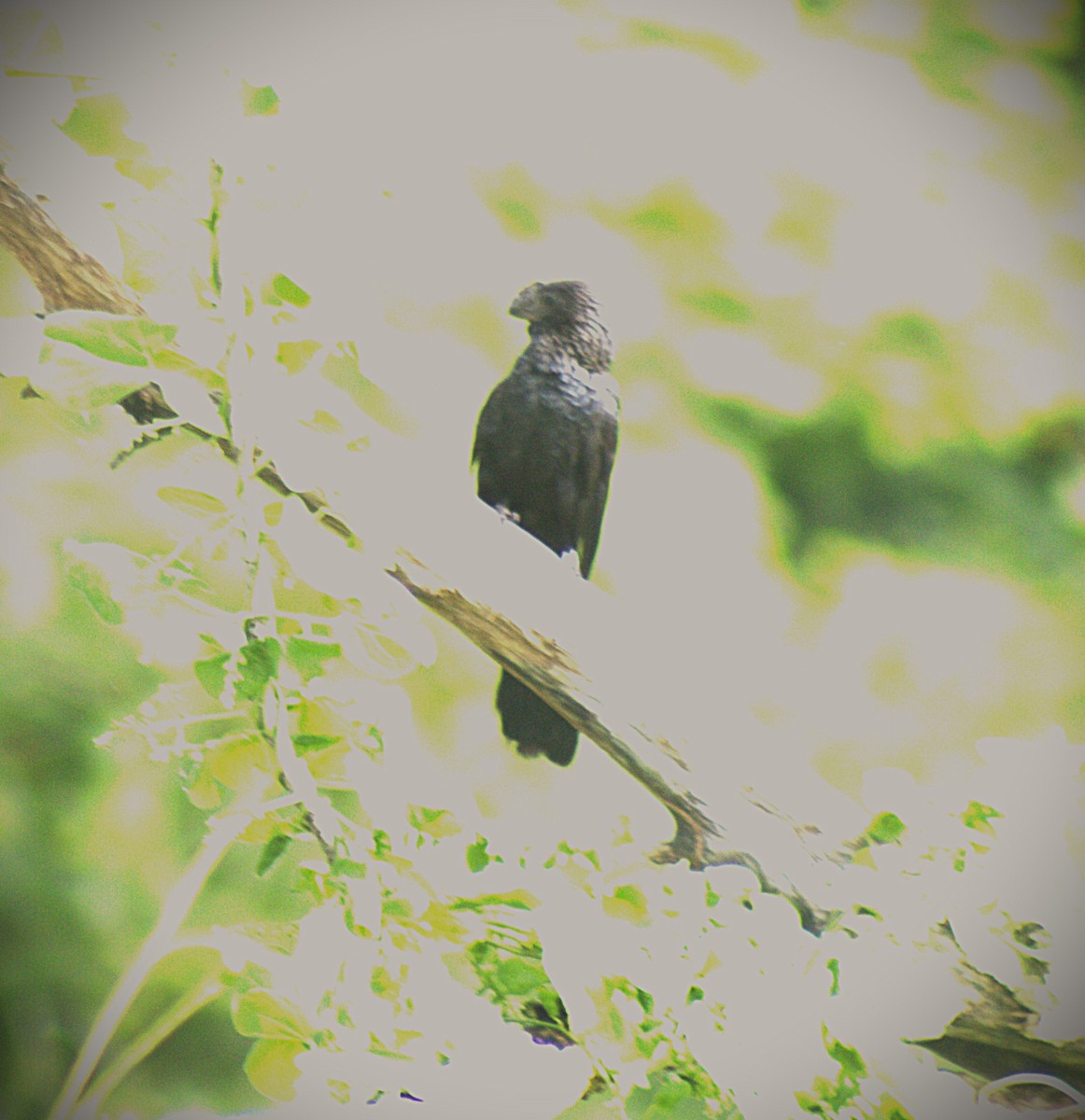 Smooth-billed Ani - ML644615856