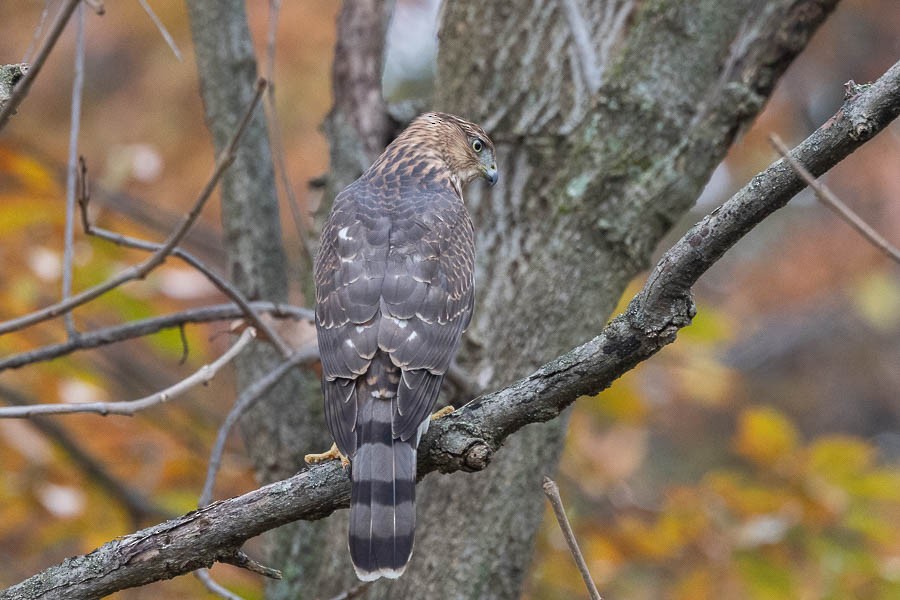 trostehauk - ML644615873