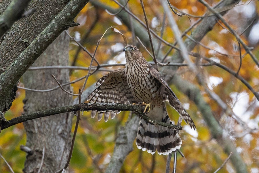 trostehauk - ML644615874