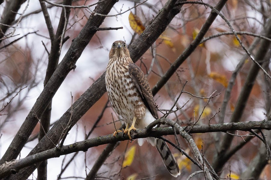 trostehauk - ML644615875