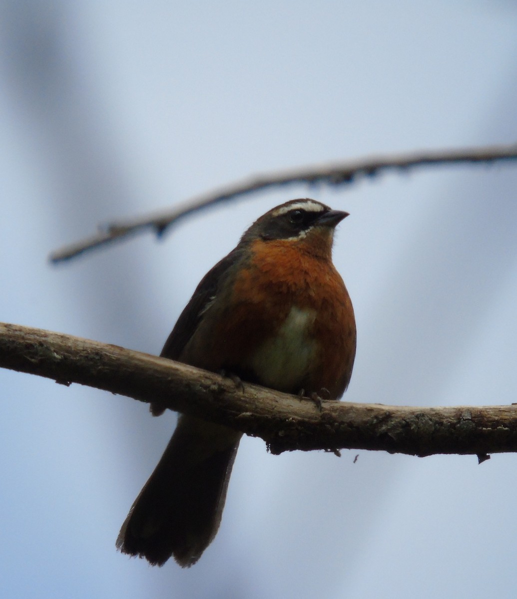 Black-and-rufous Warbling Finch - ML644615881