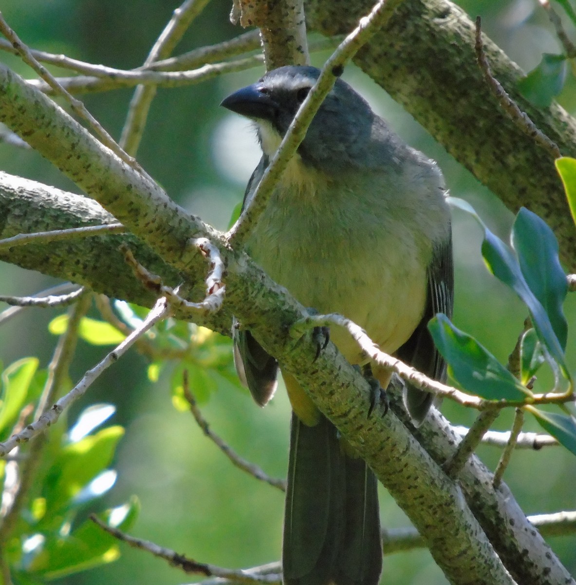 Bluish-gray Saltator - ML644615887