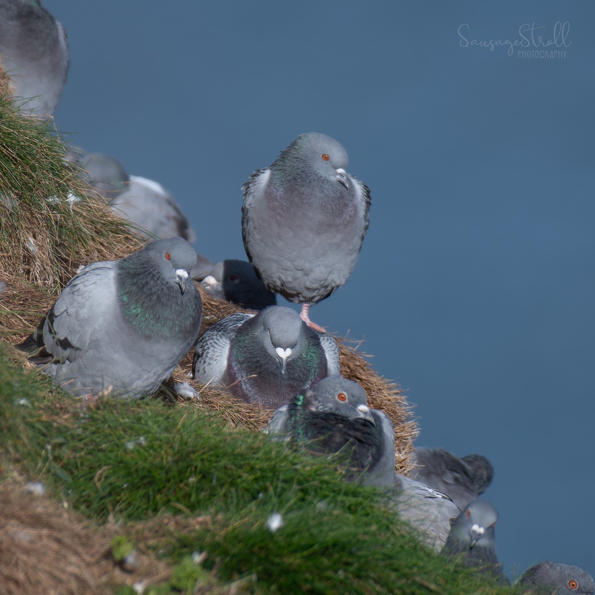 Голуб сизий (міський) - ML644615896