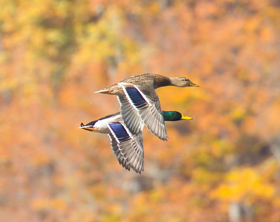 Mallard - ML644615904
