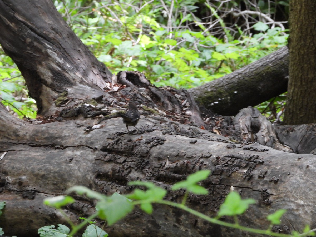Spotted Towhee - ML644615908