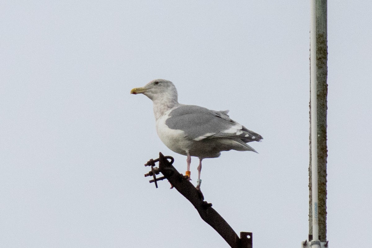 Glaucous-winged Gull - ML644615911