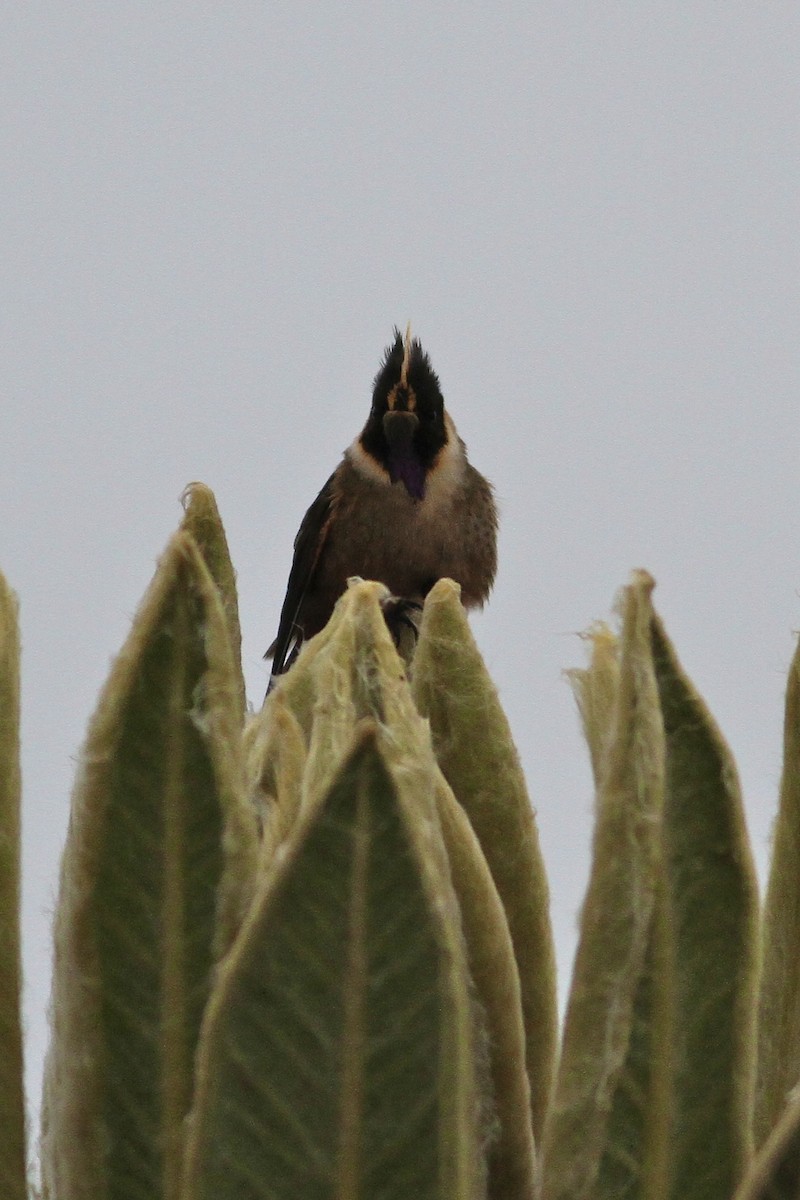 Buffy Helmetcrest - ML644615912