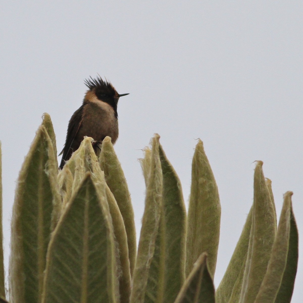 Buffy Helmetcrest - ML644615913