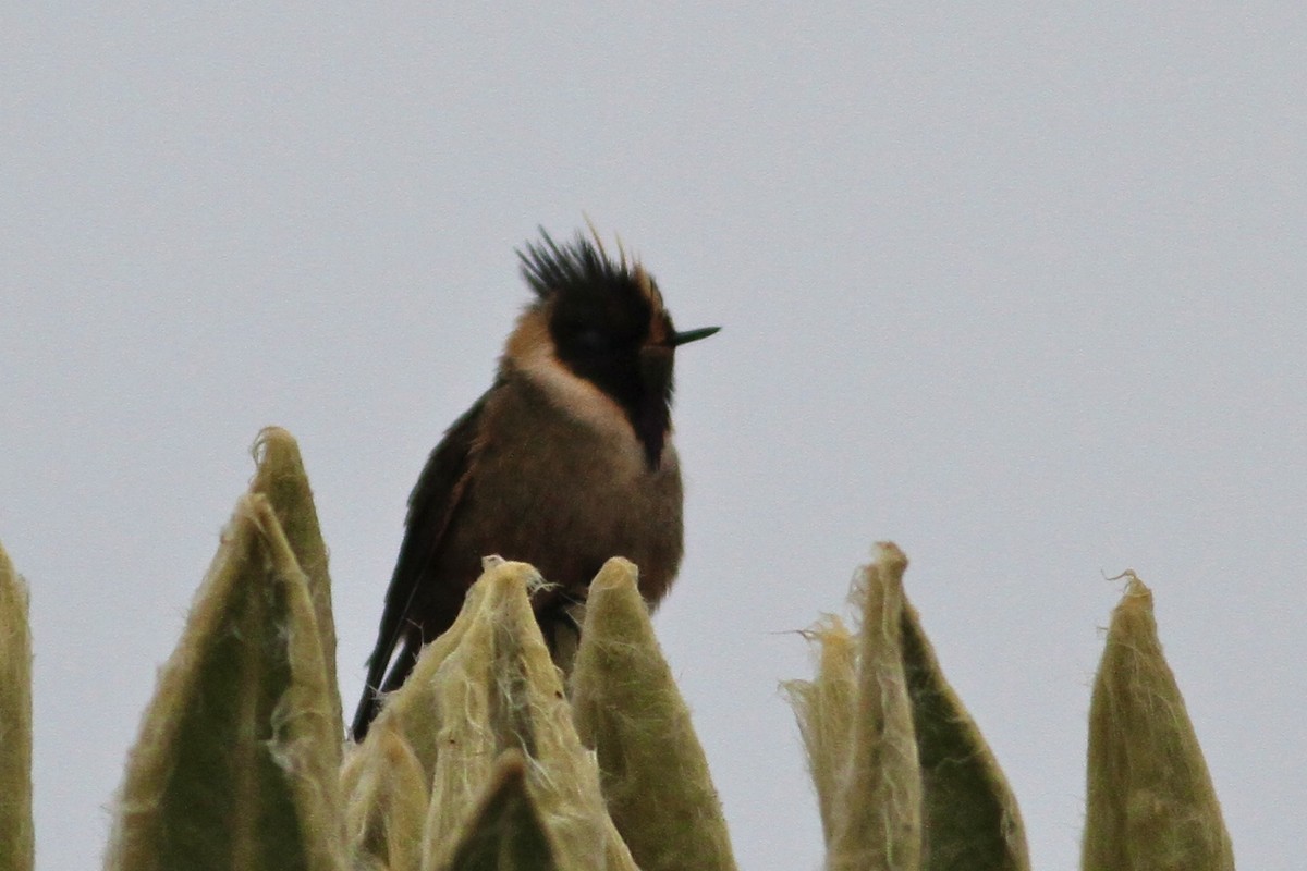 Buffy Helmetcrest - ML644615914