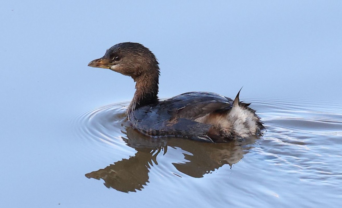 Pied-billed Grebe - ML644615916