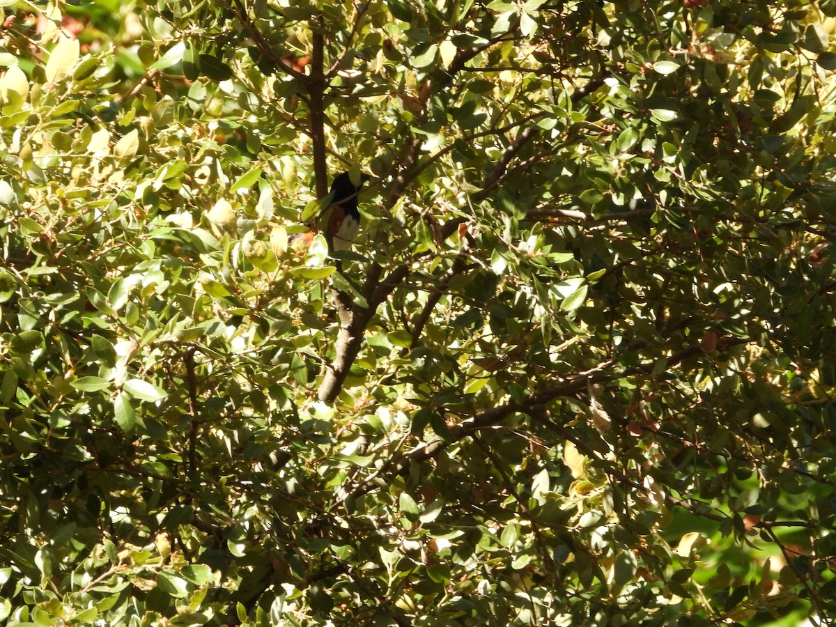 Spotted Towhee - ML644615917
